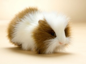 HAN_Guinea_Pig_3735-1[1]
